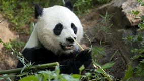 National Zoo's Mei Xiang gives birth to giant panda cub