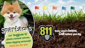 Call before you dig: Meet Spartacus, the 6-year-old Pomeranian named We Energies' 'ambassadog'