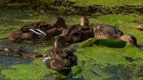 28 ducks released back into the wild at Wehr Nature Center after rehabilitation