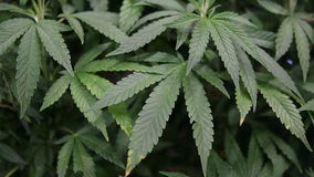 Wisconsin police monitor recreational marijuana in Illinois