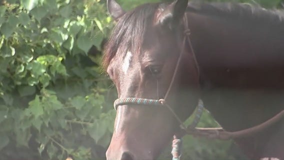 "Horrific cruelty": $5K reward for info on killing of 5 horses near Pearland