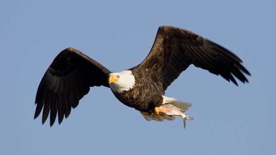 COVID-19 pandemic grounds bald eagle count for 1st time in 50 years