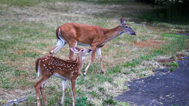 Help track deer populations: DNR asks public to take part in Operation Deer Watch