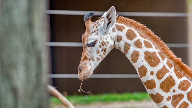 Want to visit the Milwaukee County Zoo? Advance reservations not required beginning Thursday, Aug. 13