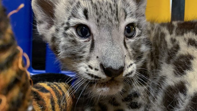 Milwaukee County Zoo announces name chosen for snow leopard cub: Meet Milja