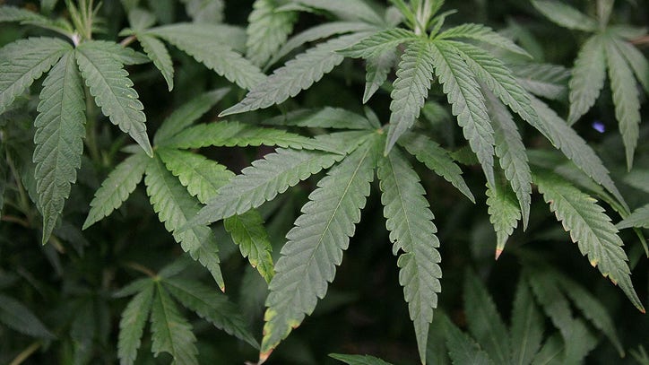 Milwaukee Co. proposal seeks marijuana fine drop: 'No more than $1' - Vimarsana News