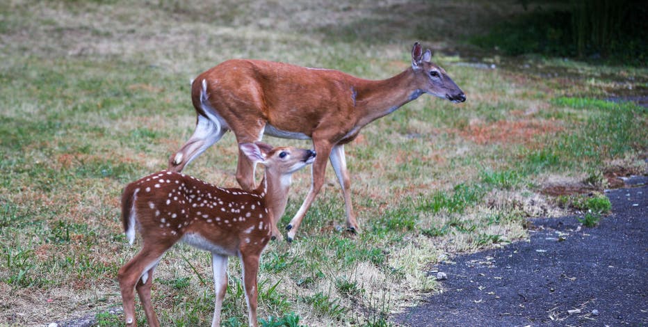 DNR: Avoid eating deer livers in Marinette area