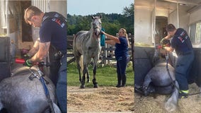 '1 for the books:' Germantown firefighters rescued 'spooked' horse trapped in trailer