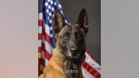 Scottsdale police K-9 Castro dies from brain tumor complications