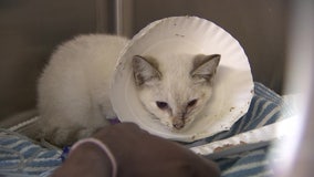 Kitten on the mend after being struck in face with arrow, search is on for shooter