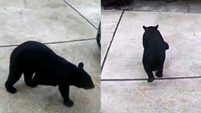 VIDEO: 3-legged bear takes Diet Coke from Central Florida garage