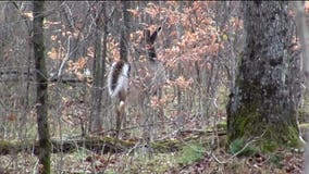 Wisconsin DNR confirms case of CWD in Washington County deer