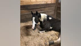 'Dread Head Cowboy's' horse recovering on farm in south suburbs