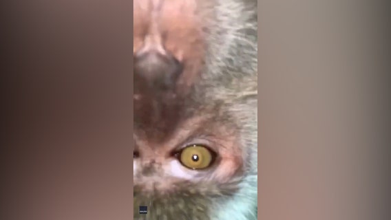 Man finds monkey selfies after mischievous primate steals phone