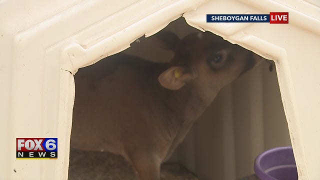 Diamond Vu's inaugural 'Sundae on the Farm' in Sheboygan Falls