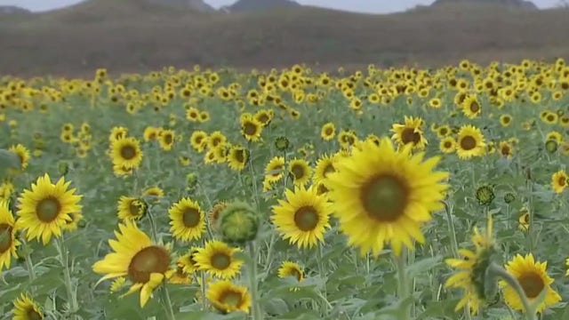 Thompson Strawberry Farm offers more than just strawberries