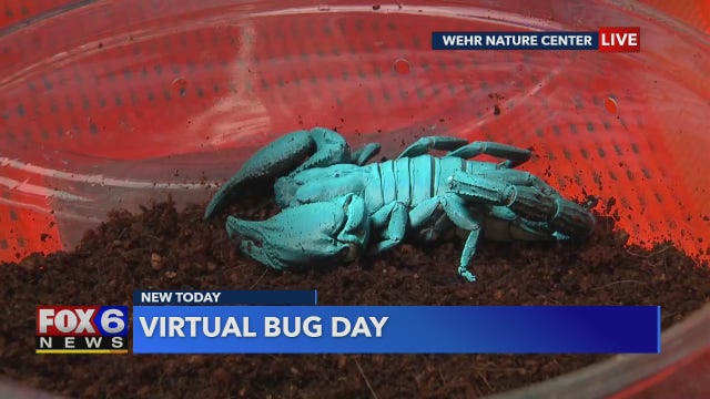 Like bugs? The Wehr Nature Center has a lot of bugs that they want to introduce you to