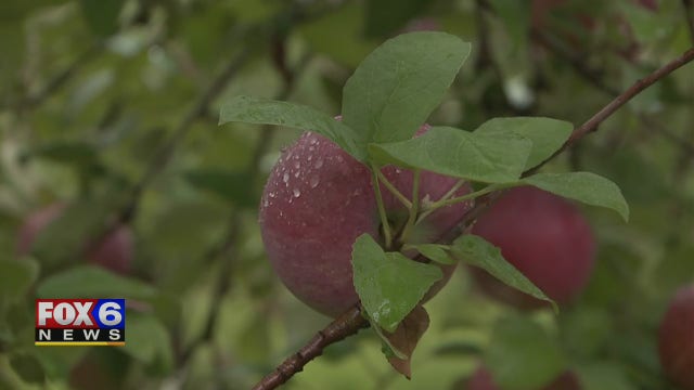 Apple picking season: Check out different varieties at Basse’s Taste of Country