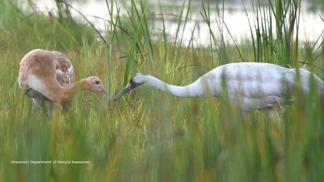 1st whooping crane to survive Wisconsin winter becomes a mother