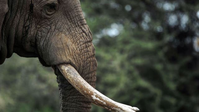 'World's loneliest elephant' okayed to quit zoo for new life