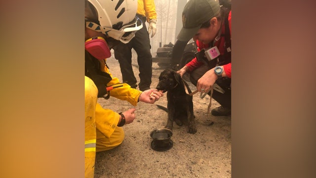 Puppy rescued from charred remains of home in California as wildfires burn through West Coast