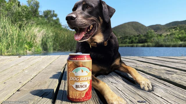 Busch Beer launches Dog Brew, a beverage made specifically for dogs