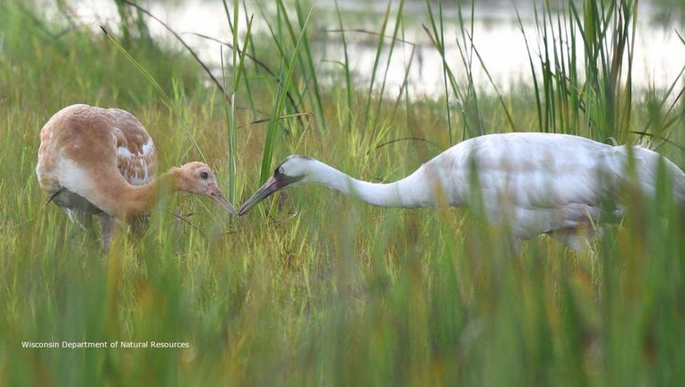Whooping Crane #38-17 and Crane #63-15 (Credit: Wisconsin Department of Natural Resources)