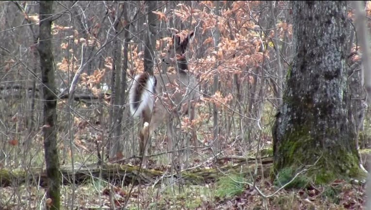 Gun deer hunt