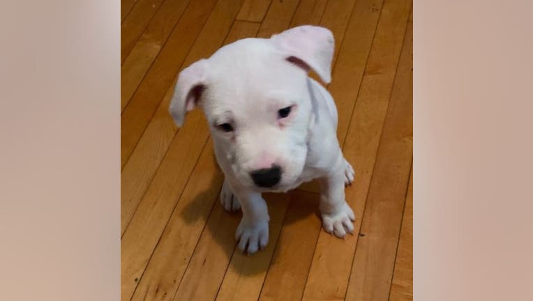 Stolen pitbull puppy