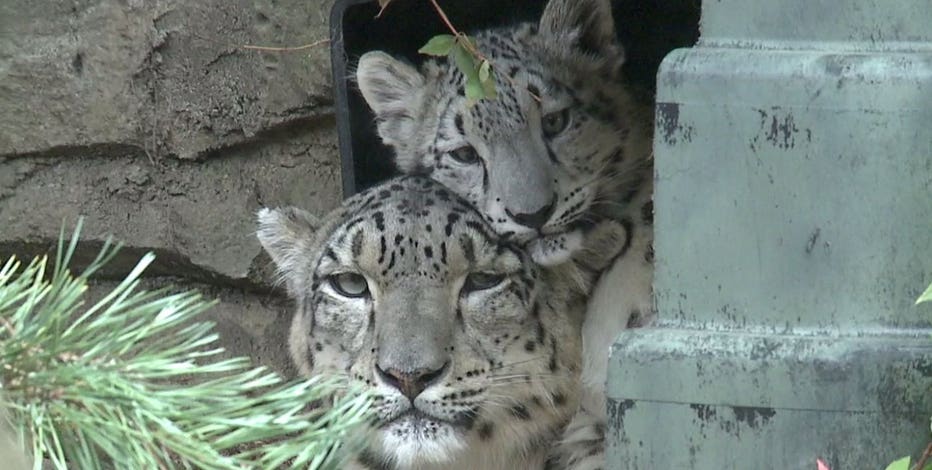 Snow leopard cub, Milja, makes public debut at Milwaukee County Zoo