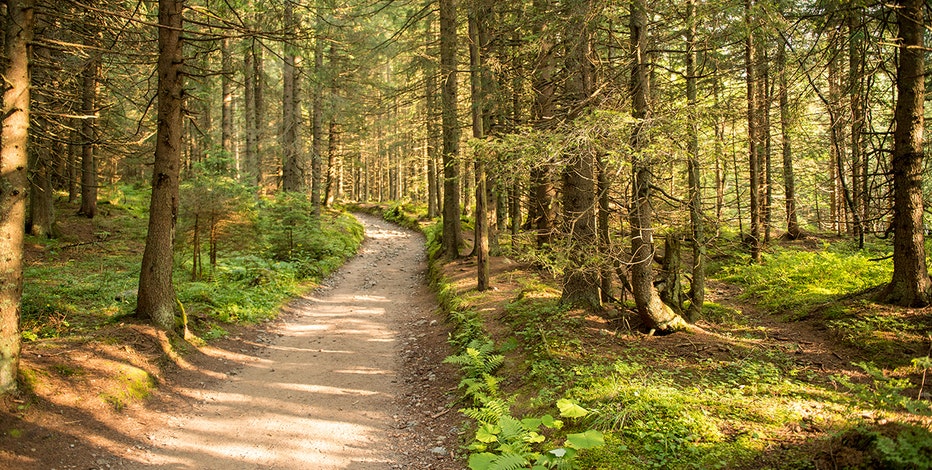 Gov. Evers order calls for planting 75 million trees before 2031