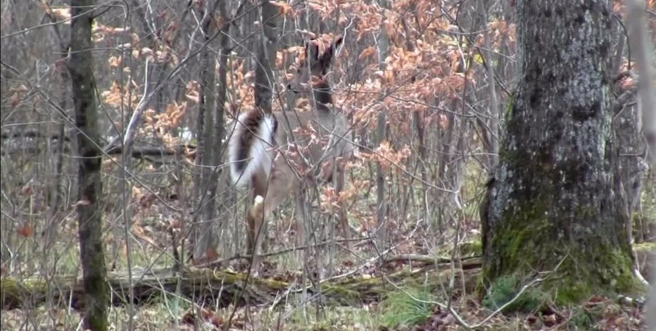 Wisconsin DNR asks deer hunters to participate in survey