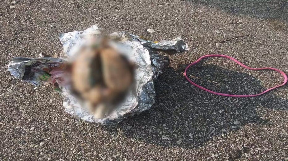 Apparent brain found on the beach at Samuel Myers Park in Racine