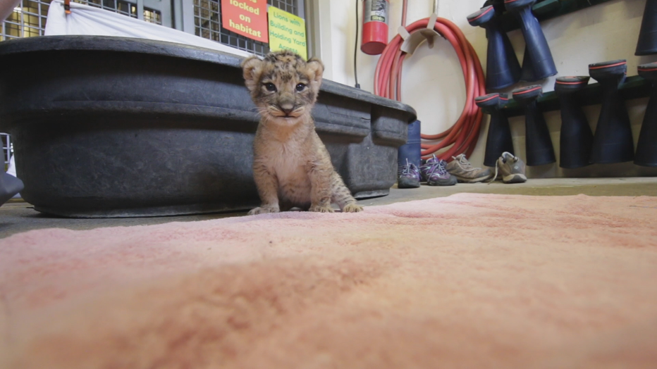 Dallas-Zoo-Lion-Cubs_KDFW33f7_174_mp4_00.02.04.25.png