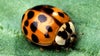Invasive Asian Lady Beetles are swarming Wisconsin, not Ladybugs
