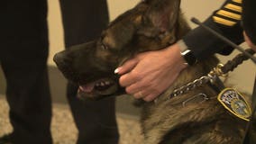 Milwaukee Alderman pushes to disallow K-9s as use of force