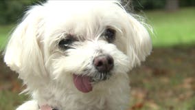 People magazine names Slinger dog 'World's Cutest Rescue'