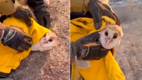 Firefighters rescue barn owl from massive California wildfire