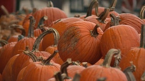 Buechler Farms brings sense of normalcy to Halloween amid pandemic