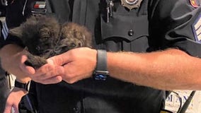 State Troopers save kitten found along I-41 near Fond du Lac