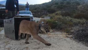 'This is the goal': Mountain lion burned in California wildfire released after month of treatment