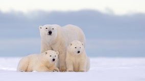 Incomplete polar bear survey halts Alaska oil search bid