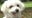 People magazine names Slinger dog 'World's Cutest Rescue'