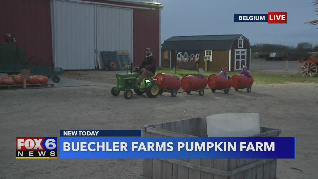 Up for some pumpkin pickin'? Check out Buechler Farms in Belgium