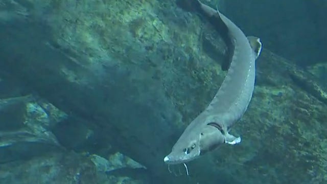 Sci-Fi Family Day at Discovery World