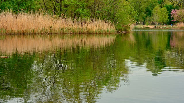 'Big pile' of eels dumped in NYC park; impact not yet known