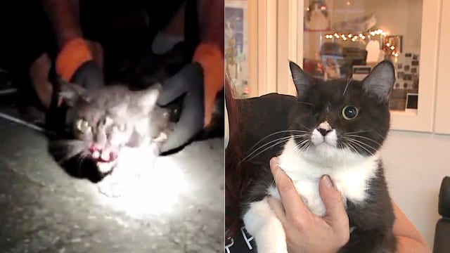 In need of a home: Cats that survived Beirut explosion now in Milwaukee