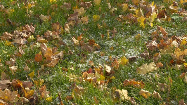 Milwaukee residents can rake leaves into street beginning Sunday, Oct. 1