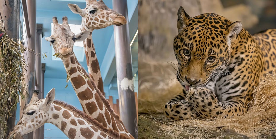 Milwaukee County Zoo to open more animal buildings at 25% capacity