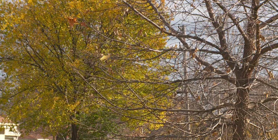 Milwaukee residents can rake leaves into street beginning Oct. 1